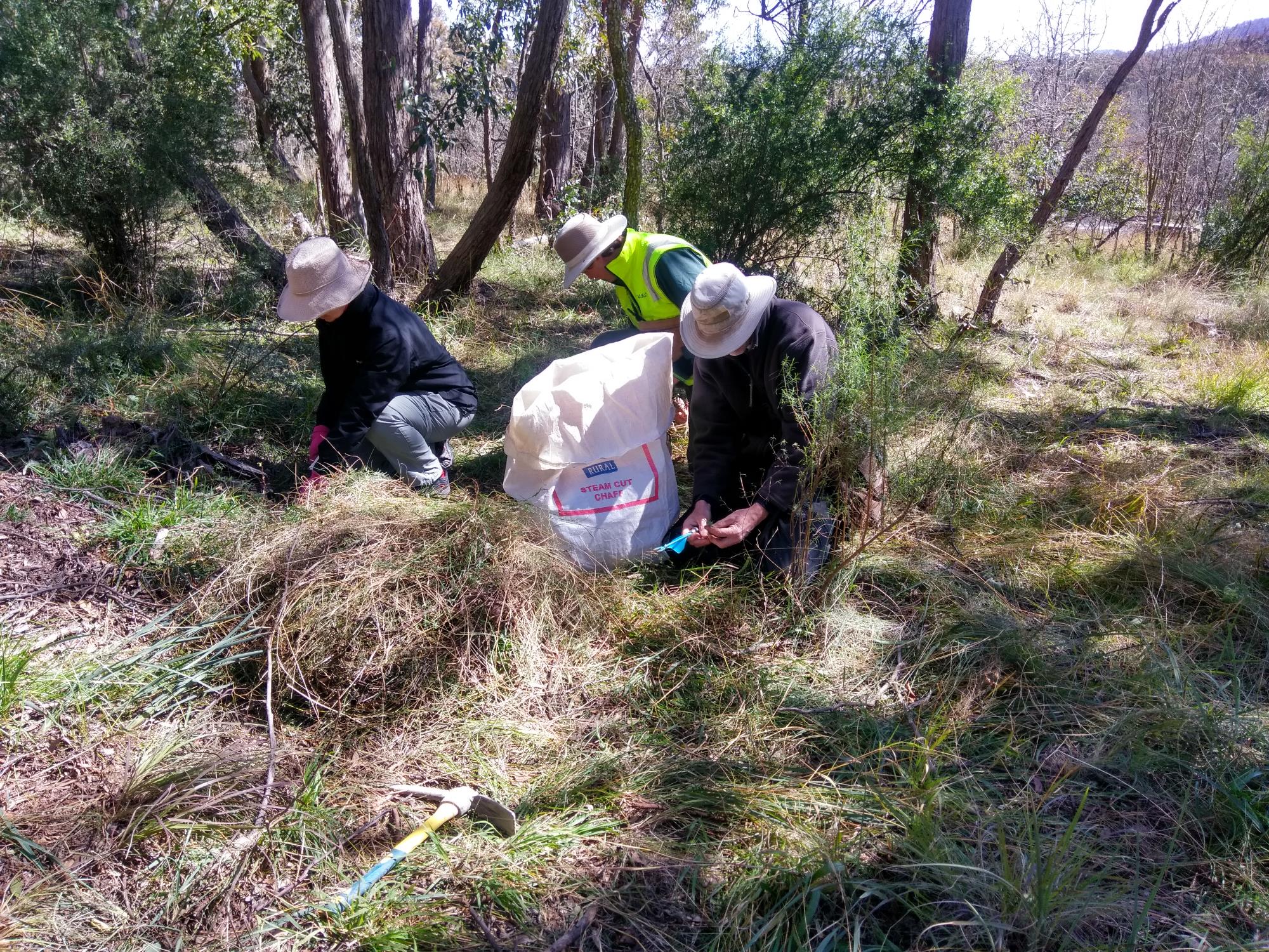 Volunteers hand weeding vetch Mt Mutton