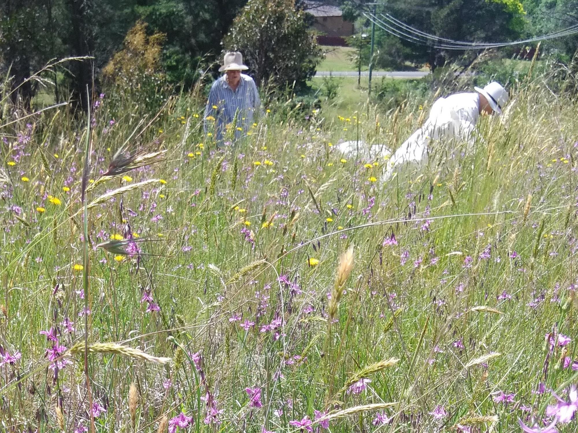 Bushcare volunteers among the chocolate lillies